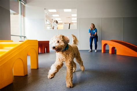 petsmart highlands ranch|dog boarding highlands ranch co.